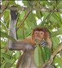 Proboscis Monkey (Nasalis larvatus),